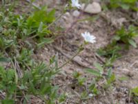 Cerastium arvense x tomentosum Husie mosse, Malmö, Skåne, Sweden 20160503_0012