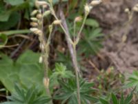 Cerastium brachypetalum Hilleshögs dalar, Landskrona, Skåne, Sweden 20170602_0008