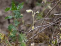 Cerastium brachypetalum Hilleshögs dalar, Landskrona, Skåne, Sweden 20170602_0013