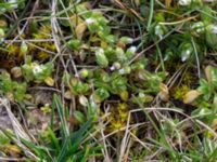 Cerastium fontanum Åkerby, Mörbylånga, Öland, Sweden 20160410_0033