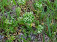 Cerastium fontanum Biskoptorps naturreservat, Kvibille, Halmstad, Halland, Sweden 20220612_0033