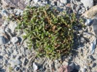 Cerastium fontanum Norra piren, Klagshamns udde, Malmö, Skåne, Sweden 20160506_0004