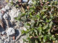 Cerastium fontanum Norra piren, Klagshamns udde, Malmö, Skåne, Sweden 20160506_0005