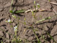 Cerastium fontanum Toarpsdammen, Malmö, Skåne, Sweden 20170627_0121