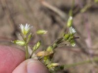 Cerastium fontanum Toarpsdammen, Malmö, Skåne, Sweden 20170627_0123