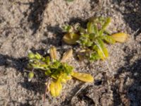 Cerastium fontanum ssp. vulgare Hammars backar, Ystad, Skåne, Sweden 20190417_0020