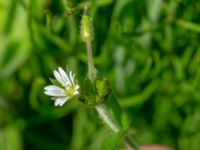 Cerastium fontanum ssp. vulgare Simris strandäng, Simrishamn, Skåne, Sweden 20180601_0249