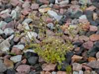 Cerastium glomeratum Fosie bangård, Malmö, Skåne, Sweden 20190510_0101