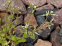 Cerastium glomeratum Fosie bangård, Malmö, Skåne, Sweden 20190510_0102