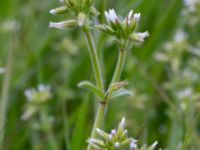 Cerastium glomeratum Fuktäng, Gyllins trädgård, Malmö, Skåne, Sweden 20200512_0080