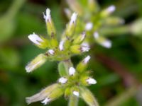 Cerastium glomeratum Fuktäng, Gyllins trädgård, Malmö, Skåne, Sweden 20200512_0081