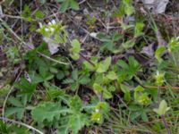 Cerastium glomeratum Husie mosse, Malmö, Skåne, Sweden 20150429_0054