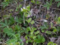 Cerastium glomeratum Husie mosse, Malmö, Skåne, Sweden 20150429_0055