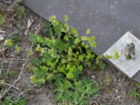 Cerastium glomeratum Husie mosse, Malmö, Skåne, Sweden 20150429_0060