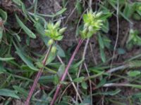 Cerastium glomeratum Jordbroskogen, Löddeköpinge, Kävlinge, Skåne, Sweden 20160419_0032