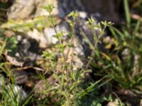 Cerastium glomeratum Katrinetorp, Malmö, Skåne, Sweden 20151114_0062