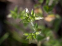 Cerastium glomeratum Katrinetorp, Malmö, Skåne, Sweden 20151114_0064