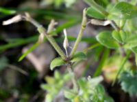 Cerastium glomeratum Katrinetorp, Malmö, Skåne, Sweden 20151114_0065