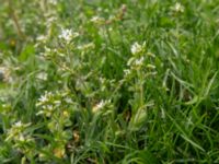 Cerastium glomeratum Sagaredzjo, Imeretien, Georgia 20180428_3130