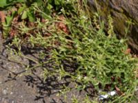 Cerastium glutinosum Gamla staden, Falkenberg, Halland, Sweden 20160605_0076