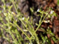 Cerastium glutinosum Gamla staden, Falkenberg, Halland, Sweden 20160605_0078