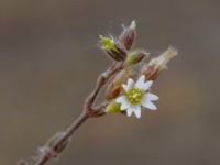 Cerastium pumilum Lilljonskärr, Jordhamn, Borgholm, Öland, Sweden 20190525_0113