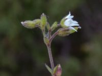 Cerastium pumilum Lilljonskärr, Jordhamn, Borgholm, Öland, Sweden 20190525_0123