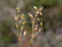 Cerastium pumilum Möckelmossen, Mörbylånga, Öland, Sweden 20190609_0273