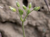 Cerastium semidecandrum Hilleshögs dalar, Landskrona, Skåne, Sweden 20160514_0034