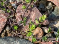 Cerastium semidecandrum Järnvägen mellan Saxgatan och Hammargatan, Mellersta hamnen, Malmö, Skåne, Sweden 20160521_0009