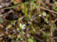 Cerastium semidecandrum Lyngsjö hed, Kristianstad, Skåne, Sweden 20160508_0049