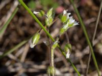 Cerastium semidecandrum Lyngsjö hed, Kristianstad, Skåne, Sweden 20160508_0052