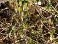 Cerastium semidecandrum Lyngsjö hed, Kristianstad, Skåne, Sweden 20160508_0053