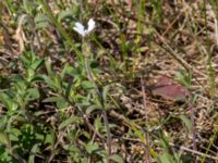 Cerastium semidecandrum Lyngsjö hed, Kristianstad, Skåne, Sweden 20160508_0059