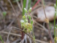 Cerastium semidecandrum Lyngsjö, Kristianstad, Skåne, Sweden 20170528_0096