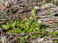 Cerastium semidecandrum Norra piren, Klagshamns udde, Malmö, Skåne, Sweden 20160506_0037