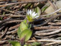 Cerastium semidecandrum Norra piren, Klagshamns udde, Malmö, Skåne, Sweden 20160506_0038