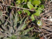 Cerastium semidecandrum Norra piren, Klagshamns udde, Malmö, Skåne, Sweden 20160506_0041