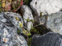 Cerastium subtetrandrum Hamnen, Klagshamns udde, Malmö, Skåne, Sweden 20160521_0065