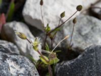 Cerastium subtetrandrum Hamnen, Klagshamns udde, Malmö, Skåne, Sweden 20160521_0067