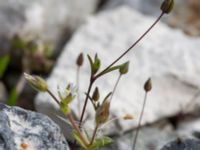 Cerastium subtetrandrum Hamnen, Klagshamns udde, Malmö, Skåne, Sweden 20160521_0069