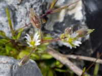 Cerastium subtetrandrum Hamnen, Klagshamns udde, Malmö, Skåne, Sweden 20160521_0085