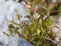 Cerastium subtetrandrum Hamnen, Klagshamns udde, Malmö, Skåne, Sweden 20160521_0086