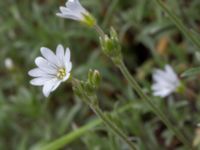 Cerastium tomentosum Scoutstugan, Bunkeflo strandängar, Malmö, Skåne, Sweden 20170507_0012