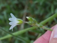 Cerastium tomentosum Scoutstugan, Bunkeflo strandängar, Malmö, Skåne, Sweden 20170507_0015