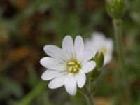 Cerastium tomentosum Scoutstugan, Bunkeflo strandängar, Malmö, Skåne, Sweden 20170507_0018