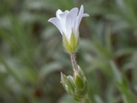 Cerastium tomentosum Scoutstugan, Bunkeflo strandängar, Malmö, Skåne, Sweden 20170507_0020