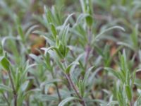 Cerastium tomentosum Scoutstugan, Bunkeflo strandängar, Malmö, Skåne, Sweden 20170507_0024