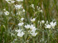 Cerastium tomentosum Terekudden, Bunkeflo strandängar, Malmö, Skåne, Sweden 20120604 002