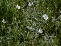 Cerastium tomentosum Terekudden, Bunkeflo strandängar, Malmö, Skåne, Sweden 20140517_0001